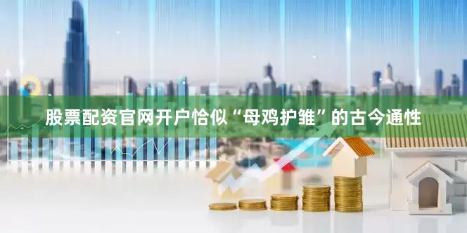 股票配资官网开户恰似“母鸡护雏”的古今通性